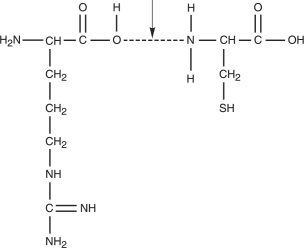 Figure 2.3    -What kind of bond is at the arrow in Figure 2.3? A)  Double covalent bond B)  Peptide bond C)  Hydrogen bond D)  Ionic bond E)  None of the above