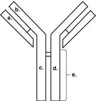 Figure 17.2    -In Figure 17.2, which areas represent antigen- binding sites? A)  a and b B)  a and c C)  b and c D)  c and d E)  b and d