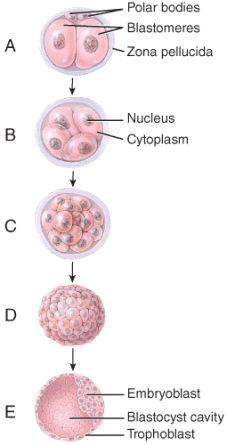 Which of the developmental stages shown in the diagram is considered to be a fetus?   A) B B) C C) D D) E E) None of the stages in the diagram are fetal stages.