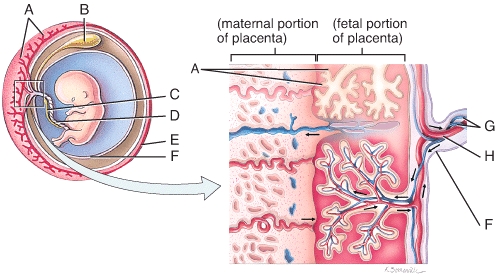 The structures labeled A on both diagrams are called   A) amniotic cavities B) chorionic villi C) decidua basilus D) intervillous spaces E) yolk sac vestiges