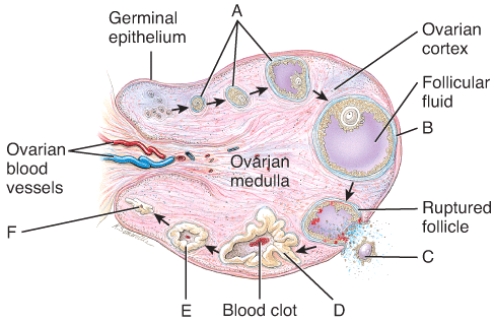 Which of the labeled structures in the diagram of the stages of the ovarian cycle is called the corpus albicans?   A) A B) B C) D D) E E) F