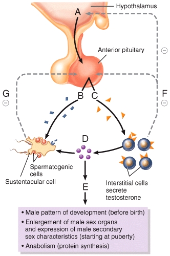 Increased secretion of the hormone labeled _____ in the diagram stimulates the onset of puberty.   A) A B) B C) C D) D E) E