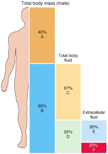 Using the percentages and fractions given in the diagram, what would the volume of interstitial fluid be in an average male with a body weight of 100 kilograms?   A) 60 liters B) 40 liters C) 20 liters D) 16 liters E) 4 liters