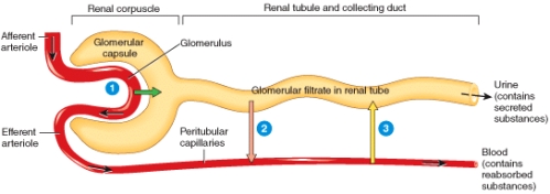 Which of the following processes is used by the nephron to move chemicals from tubular fluid back into the blood (labeled 2 in the diagram) ?   A) glomerular filtration B) tubular reabsorption C) tubular secretion D) both glomerular filtration and tubular reabsorption E) all of the choices are correct