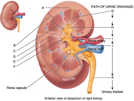 Which of the labeled structures in the kidney represent the point where changes in the urine composition cease to occur?   A) A B) F C) G D) I E) K