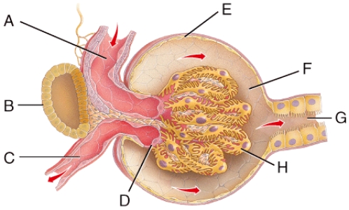 Vasoconstriction of _____ would increase net filtration pressure leading to an increased glomerular filtration rate (GFR) .   A) A B) B C) C D) G E) H