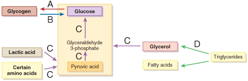 The arrows labeled C in the figure are all part of   A) glycogenolysis B) glycogenesis C) gluconeogenesis D) glycolysis E) lipolysis