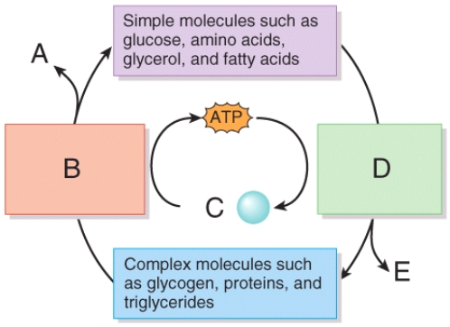 In the diagram showing the interactions that occur in metabolism, which of the labeled positions on the diagram represents anabolism?   A) A B) B C) C D) D E) E