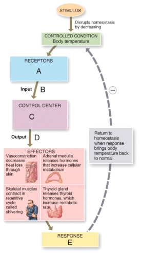 Which of the labeled positions on the diagram showing the control pathway for body temperature would be in the form of nerve impulses?   A) B only B) D only C) E only D) B, D E) B, D, E