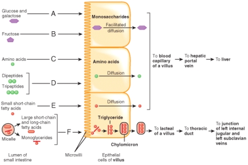 Which of the labeled absorptive processes in the figure occur by passive transport without using cellular energy?   A) A, B B) A, B, C C) B, E, F D) B only E) E, F