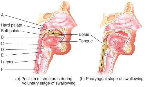 Which of the labeled structures in the diagram are considered to be part of the pharynx?   A) C only B) E only C) F only D) C, E, F E) A, C, E