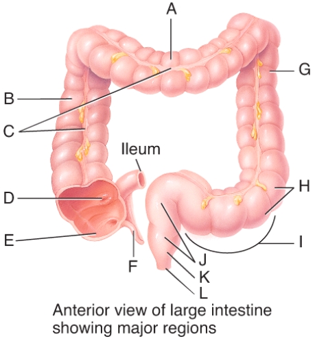 What is the name of the structure labeled F in the diagram?   A) haustrum B) teniae coli C) cecum D) Peyer's patch E) appendix