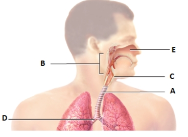 Which of the labeled respiratory organs in the given diagram represents the larynx?   A) B B) C C) E D) A E) D