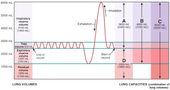 Based on the volumes shown in the spirogram, what is the resting minute ventilation (MV) of this individual at a breathing rate of 12 breaths per min?   A) 2,400 ml/min B) 3,600 ml/min C) 4,800 ml min D) 6,000 ml/min E) 14,400 ml/min