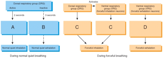 Which of the labeled steps in the diagrams do NOT involve contraction of any respiratory muscles?   A) A only B) B only C) D only D) B and D E) A and C