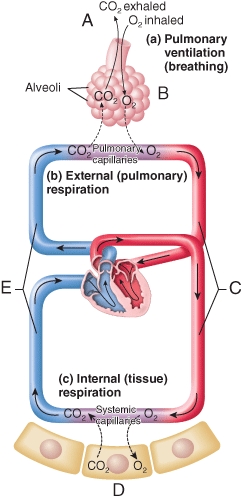 Which labeled point in the diagram of external and internal respiration would have a PCO<sub>2</sub> equal to 45 mm Hg under normal breathing conditions at sea level?   A) C only B) D only C) E only D) B and C E) D and E
