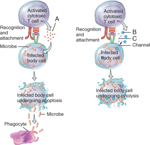 In the figure showing the activation of cytotoxic T cells, the protein labeled C that punches hole in the plasma membrane of the infected host cell is called   A) granzyme B) granulysin C) perforin D) antigen E) lymphotoxin