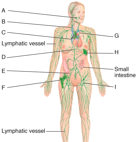 Which of the labeled structures in the diagram have the following characteristics: fibrous capsule, afferent lymphatic vessels, efferent lymphatic vessels, and abundant reticular fibers?   A) A B) C C) F D) H E) I