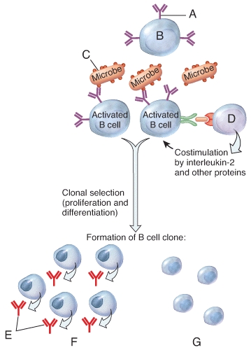 To activate B cells, an _____ (labeled C) on a microbe binds to a(n) _____ (labeled A) on the surface of a specific population of B cells.   A) antigen; MHC protein B) antigen; B cell antigen receptor C) antibody; B cell antigen receptor D) antibody; T cell antigen receptor E) antigen; perforin