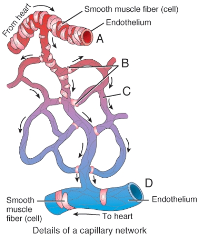 The structures labeled B in the diagram are called   A) capillary anastomoses. B) precapillary sphincters. C) bypass vessels. D) arteriolar valves. E) venous valves.