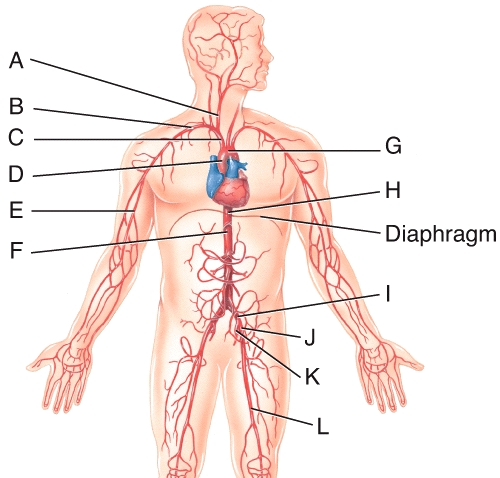 Which of the labeled arteries in the diagram is the femoral artery?   A) B B) E C) J D) K E) L