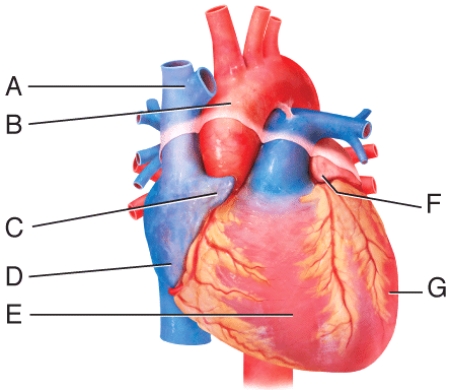 In the diagram, where is the auricle of left atrium?   A) A B) B C) C D) F E) G