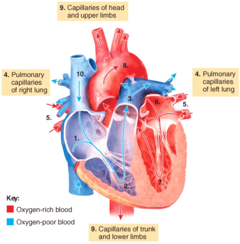 Between steps 7 and 8 in the diagram of blood flow through the heart, blood moves through the ___ valve.   A) pulmonary B) aortic C) bicuspid D) tricuspid E) interventricular