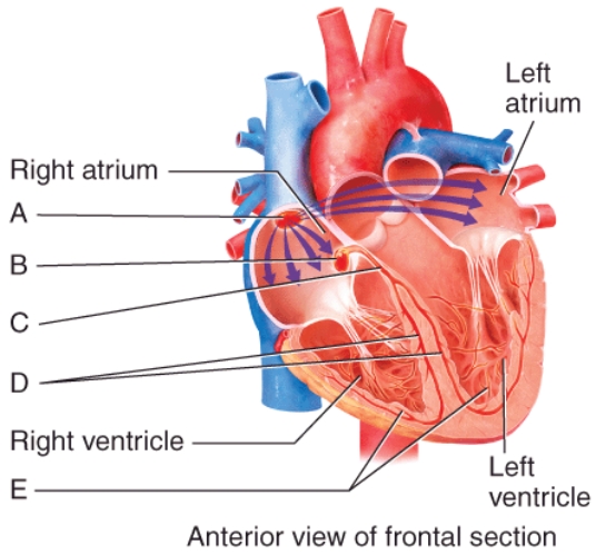 Which of the labeled structures in the diagram of the heart action potential conduction system consists of specialized cardiac muscle cells that spontaneously create action potentials at a set rate?   A) A only B) B only C) A and B D) A, B, and C E) A, B, C, D, and E