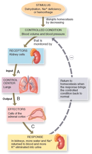 Which of the following combinations correctly completes the endocrine response to low blood pressure shown in the diagram?   A) A = Angiotensin I, B = Aldosterone, C= Angiotensin II B) A = Angiotensin II, B = Aldosterone, C= Angiotensin I C) A = Angiotensin I, B = Angiotensin II, C= Aldosterone D) A = Aldosterone, B =Angiotensin I, C= Angiotensin II E) A = Angiotensin I, B = Angiotensin II, C= Cortisol