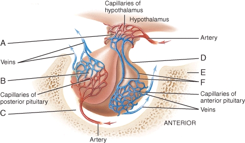 What is the name of the structure (labeled F in the diagram) used to deliver tropins to the anterior pituitary gland to regulate hormone secretion?   A) infundibulum B) hypophyseal fossa C) hypothalamic/hypophyseal tract D) hypophyseal portal veins E) hepatic portal veins