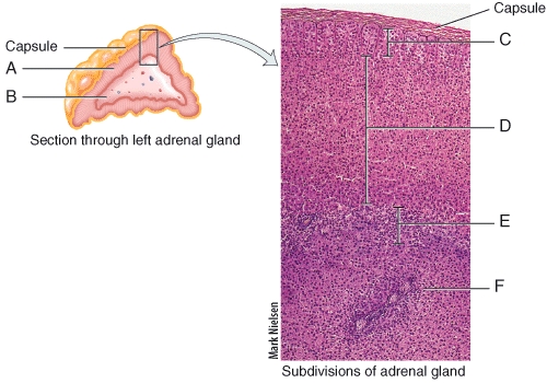 Which of the following is NOT a common characteristic of the region labeled B in the diagram?   A) Active during the fight-or-flight response. B) Stimulated by sympathetic division of the ANS. C) Releases adrenaline during the first stage of the stress response. D) Contain specialized cells called chromaffin cells. E) Release hormones that have dramatic anti-inflammatory effects.