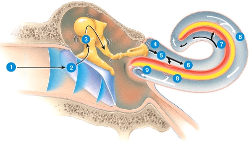 Conduction deafness could result from damage to structures involved in step(s) :   A) 1 only B) 1, 2, 3, and 4 C) 5, 6, 7, and 8 D) 9 only E) any of the numbered steps