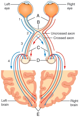 Which of the labeled structures in the diagram is the optic chiasm?   A) A B) B C) C D) D E) E