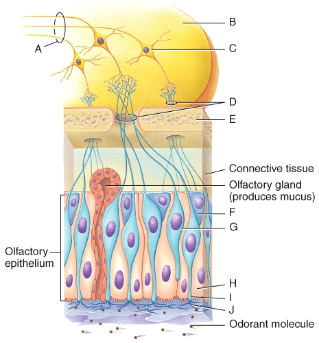 Which of the labeled structures on the diagram indicate the olfactory (I) nerve?   A) A B) B C) D D) G E) J
