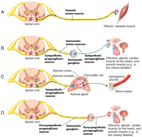 Which of the following neurotransmitter is used to stimulate the effectors in the motor pathway labeled B in the figure?   A) epinephrine B) acetylcholine C) norepinephrine D) epinephrine and norepinephrine E) epinephrine and acetylcholine