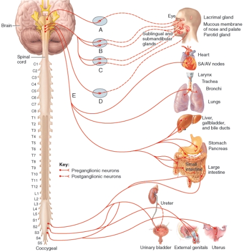 Which of the following cranial nerves (labeled E in the diagram) carries the parasympathetic outflow to the heart, lungs, and abdominal viscera?   A) oculomotor (III) nerve B) abducens (VI) nerve C) vagus (X) nerve D) facial (VII) nerve E) glossopharyngeal (IX) nerve