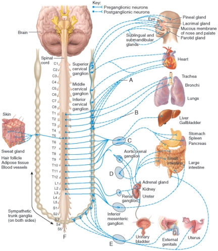 What portion of the nervous system is shown in this diagram?   A) somatic nervous system B) somatosensory nervous system C) sympathetic division of ANS D) parasympathetic division of ANS E) enteric nervous system (ENS) 