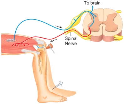 In the knee jerk reflex shown in the figure, which of the following components of the reflex arc serves as the sensory receptor?   A) muscle spindle B) gray matter of spinal cord C) sensory neuron D) motor neuron E) quadriceps femoris muscle