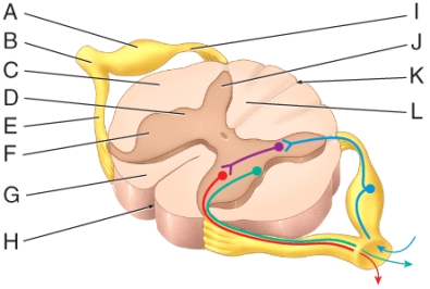 Which labeled structure in the diagram contains the cell bodies of sensory neurons?   A) A B) B C) D D) E E) F