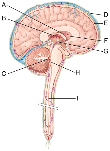 Which of the labeled structures in the diagram is the fourth ventricle?   A) E B) F C) G D) H E) I