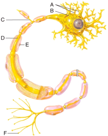 Which of the labeled structures in the diagram contains synaptic vesicles that store neurotransmitters?   A) A B) B C) D D) E E) F