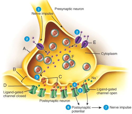 Which of the labeled structures in the diagram represents a neurotransmitter receptor?   A) A B) C C) E D) D E) F