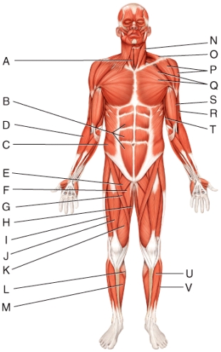Which of the following labeled muscles on the diagram is the soleus?   A) H B) G C) L D) M E) P