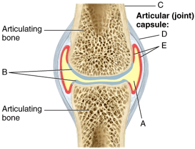 Which of the structures indicated in the synovial joint diagram shown is made of hyaline cartilage?   A) A B) B C) C D) D E) E