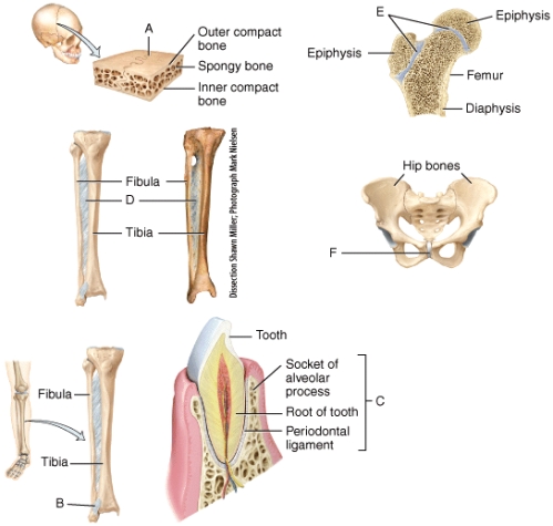 Which of the labeled joints is categorized as a syndesmosis?   A) A B) B C) C D) E E) More than one of the choices are correct.
