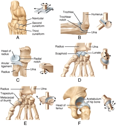 Which of the labeled joints in the diagram is a condyloid joint?   A) A B) B C) C D) D E) F