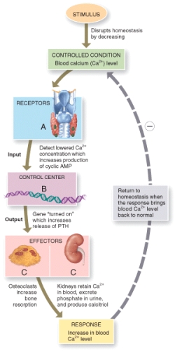 With reference to the negative feedback system shown in the figure above, which of the following descriptions best describes the receptors (marked A in the figure) used to detect decreases in blood calcium concentrations?   A) Parathyroid gland cells detect lowered calcium levels. B) Neurons in the hypothalamus detect lowered calcium levels. C) Thyroid gland cells detect lowered calcium levels. D) PTH genes detect lowered calcium levels. E) Osteoclasts detect lowered calcium levels.