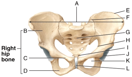 Which of the labeled structures in the diagram is the ischium?   A) B B) C C) D D) G E) I