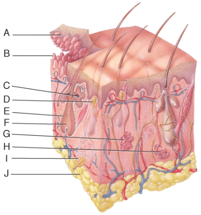 Which of the labeled accessory structures in the diagram consists of two layers of epidermal cells surrounded by a connective tissue sheath?   A) C B) D C) E D) F E) I