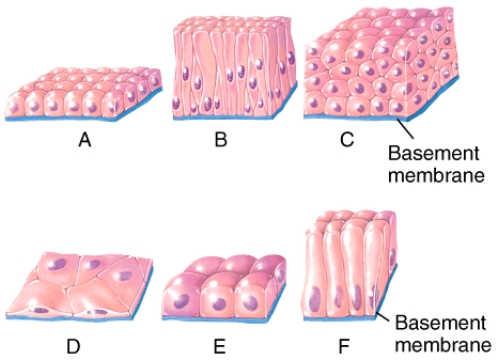 Which of the diagrams in the figure would be classified as a stratified epithelium?   A) A only B) B only C) C only D) B and C E) A, D, E, F